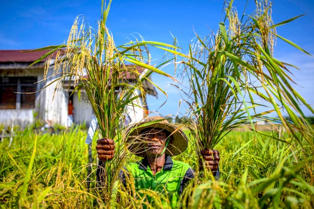 Tujuan dari Pupuk Subsidi adalah untuk Meningkatkan Swasembada dan Kemakmuran Petani